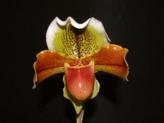 Paphiopedilum Oasis.jpg